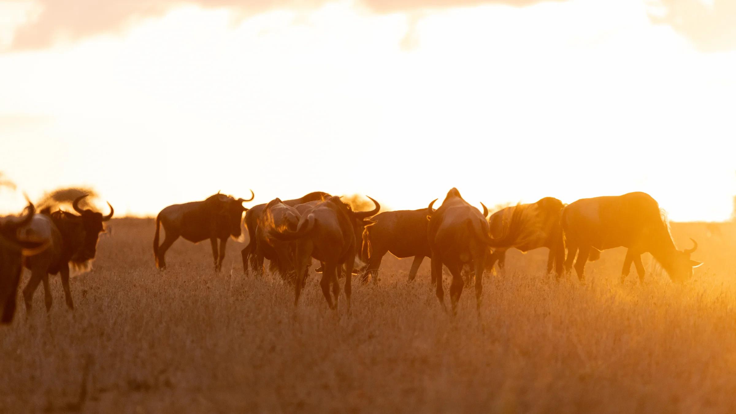 Dawn patrol, Serengeti National Park