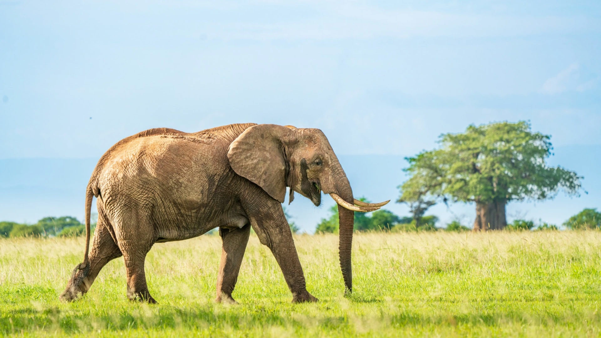 Elephant crossing, Tarangire National Park